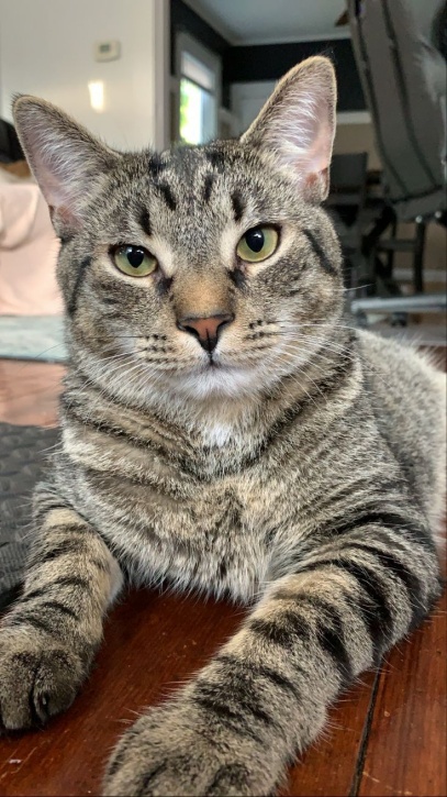 If I Had 9 Lives (I’d Give Them All to You)